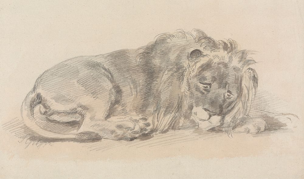 Lion Lying Down