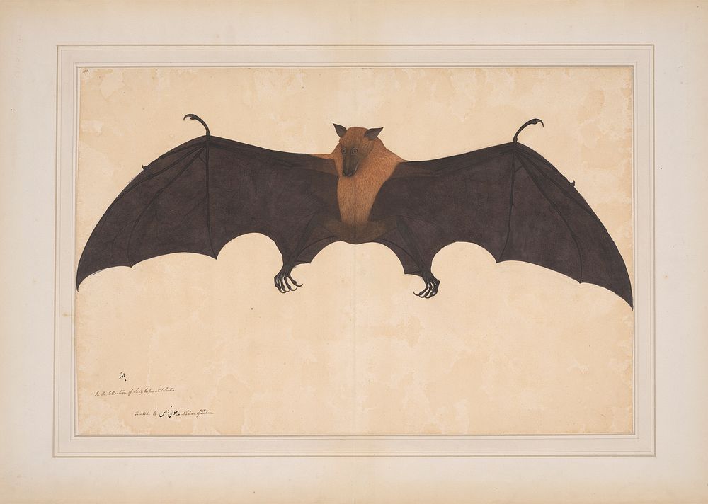 A Great Indian Fruit Bat or Flying Fox (Pteropus giganteus)