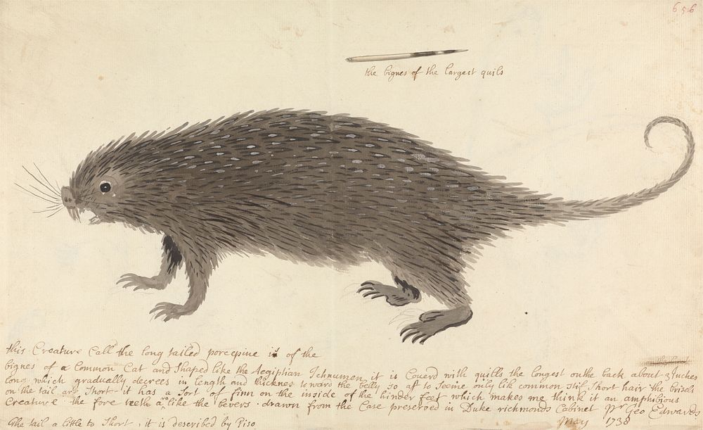 The Long-tailed Porcupine by George Edwards