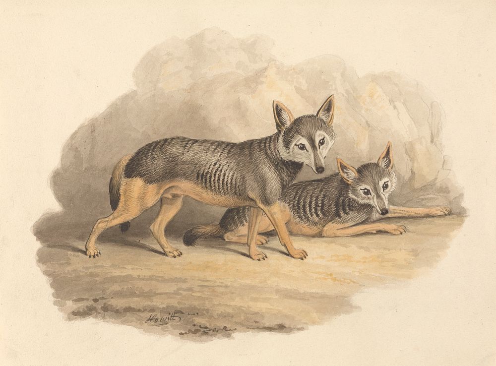 Two Hyenas