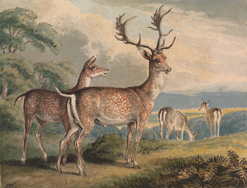 Stag, Doe and Fawns