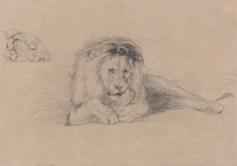 Study of a Lion and Study of a Lioness' Head