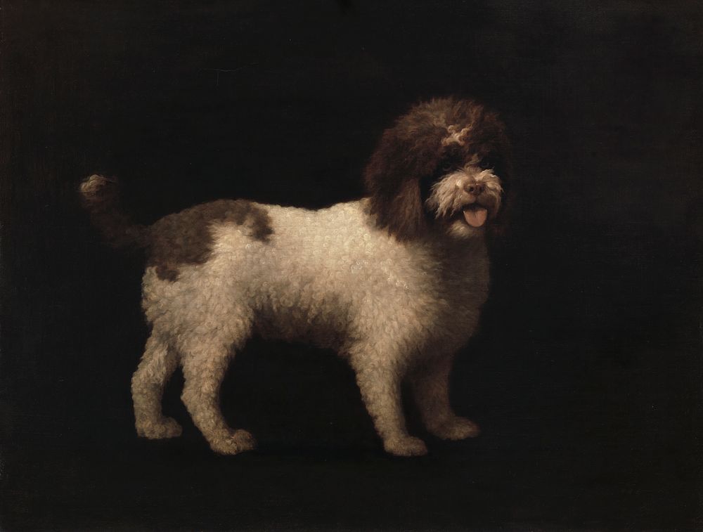 Water Spaniel by George Stubbs