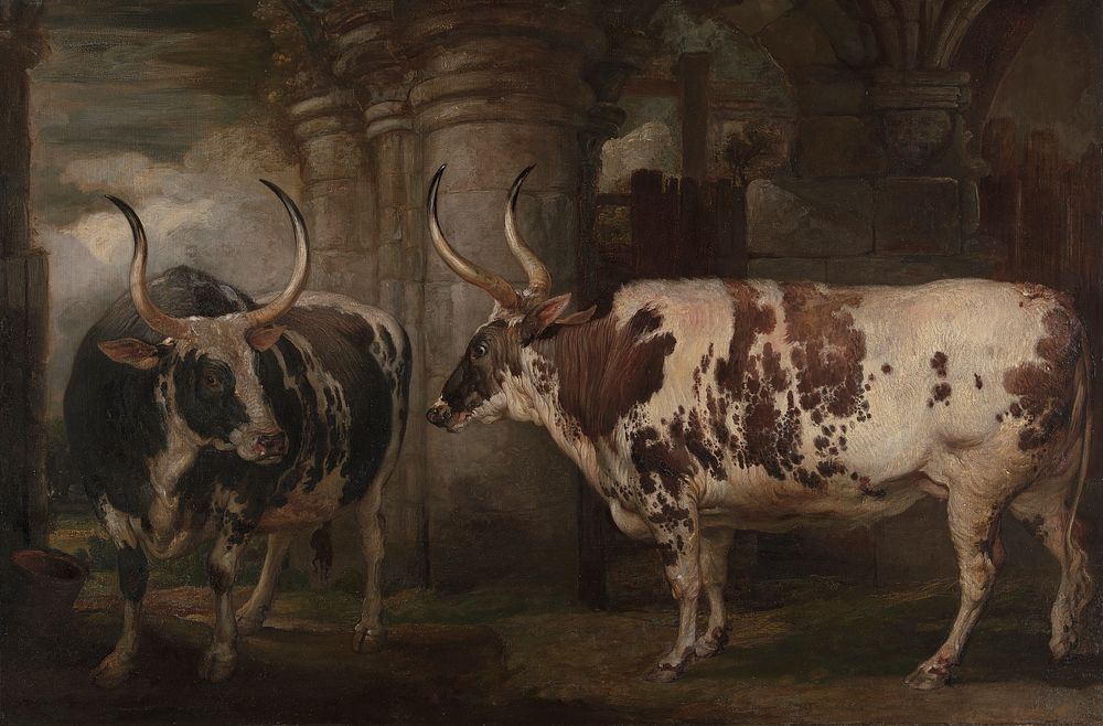 Portraits of Two Extraordinary Oxen, the Property of the Earl of Powis