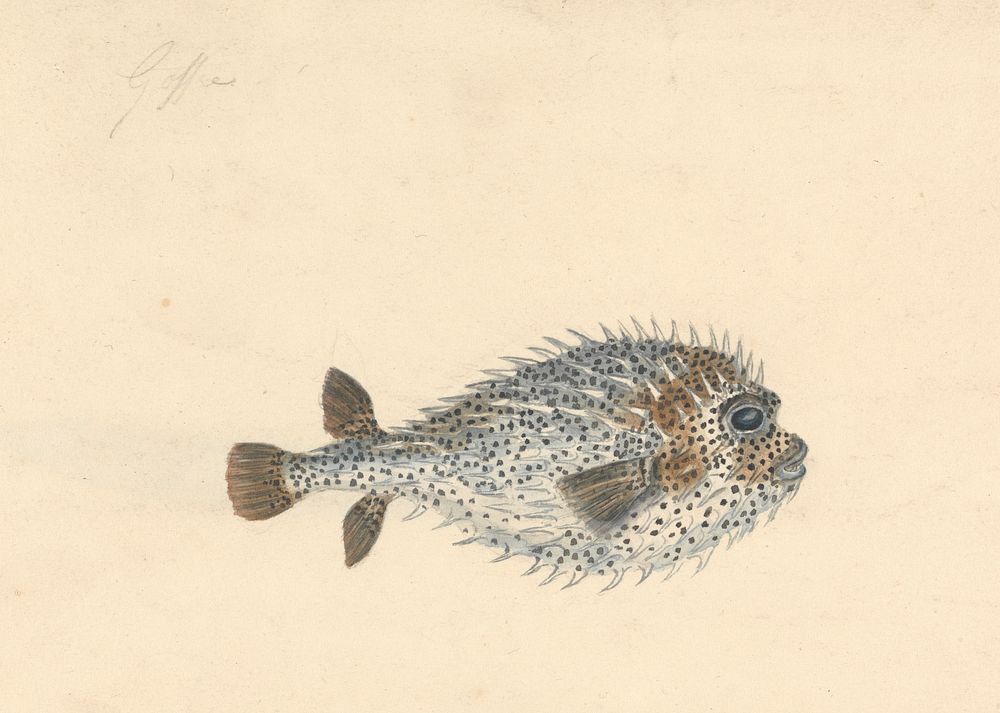 A Porcupine Fish