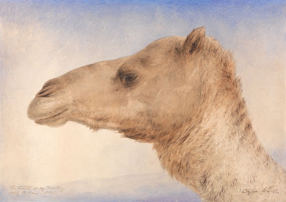 Portrait of the Artist's Dromedary