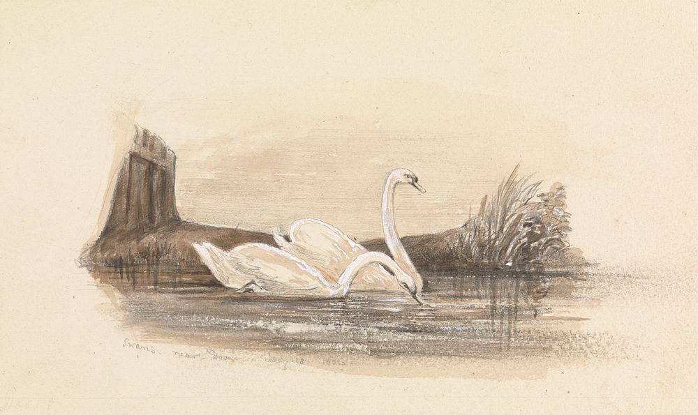 Two Swans on a Lake