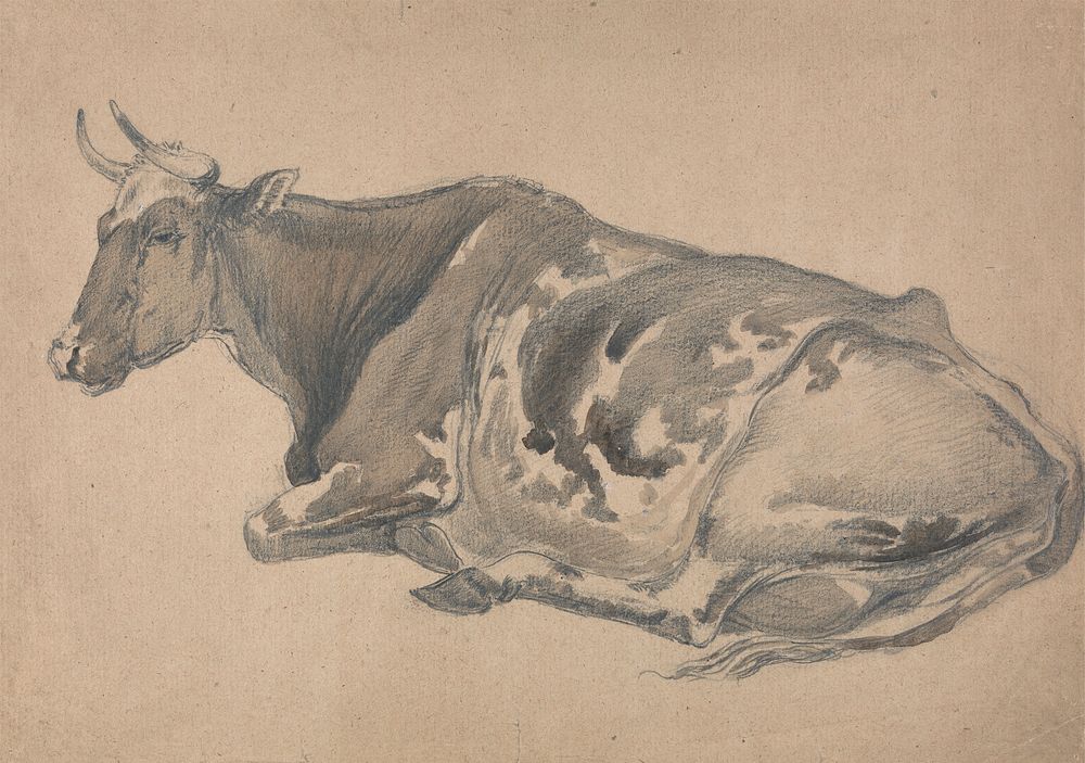 Study of a Cow