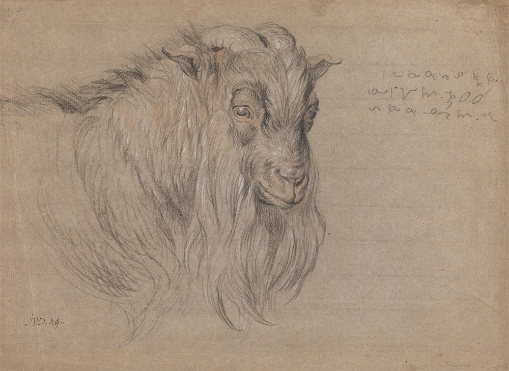 Study of the Head of a Ram