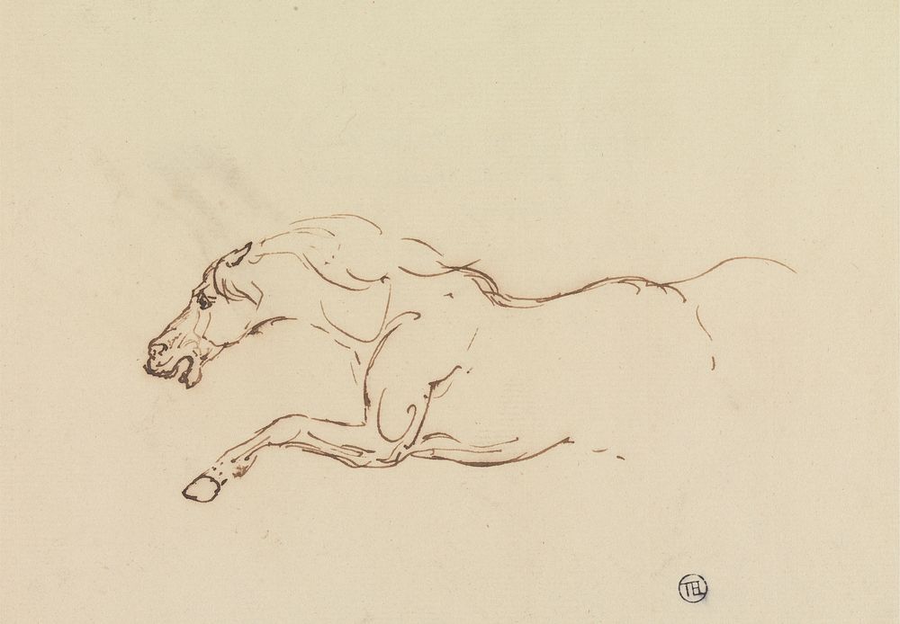 Study of a Galloping Horse
