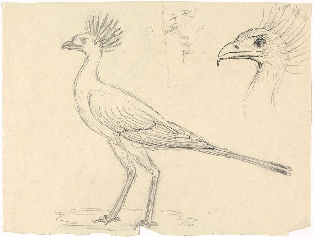 Secretary Bird by Luigi Balugani