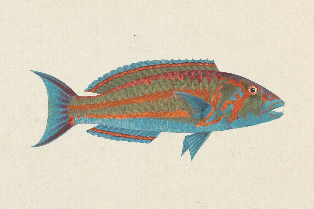 Unidentified Fish