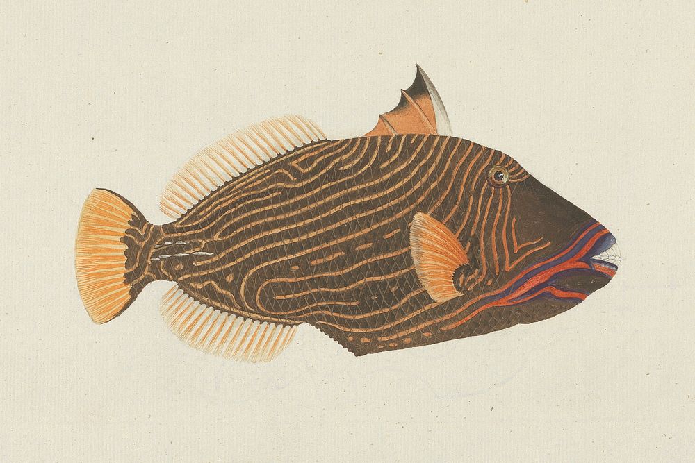 Unidentified Fish