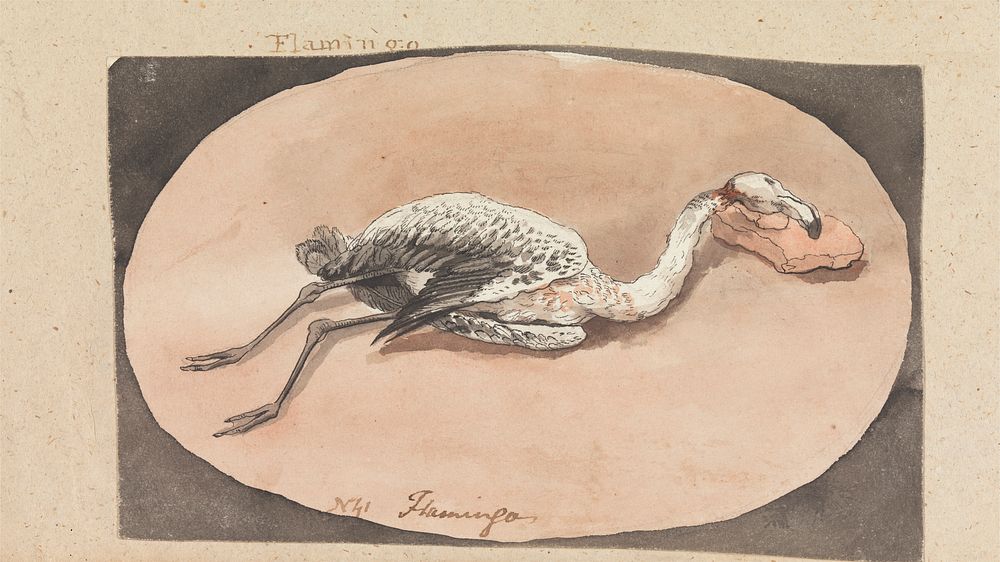 Flamingo by Robert Mabon