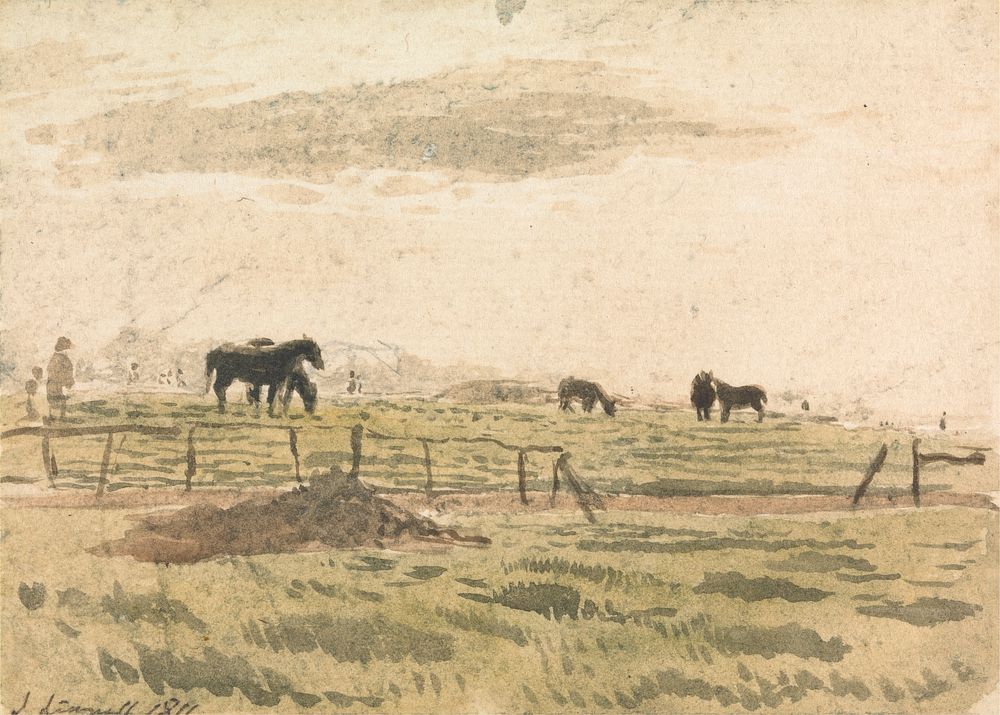 Horses in a Paddock