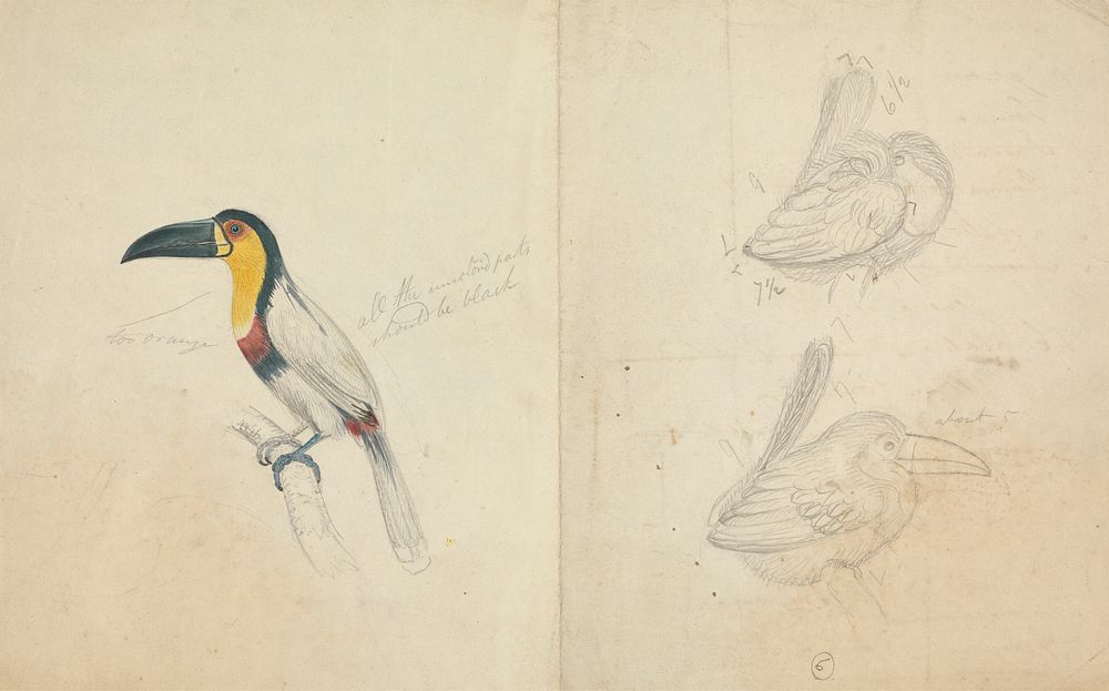 Three Toucans by James De Carle Sowerby