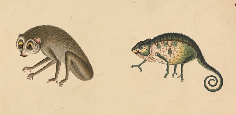Chameleon and a Mammal