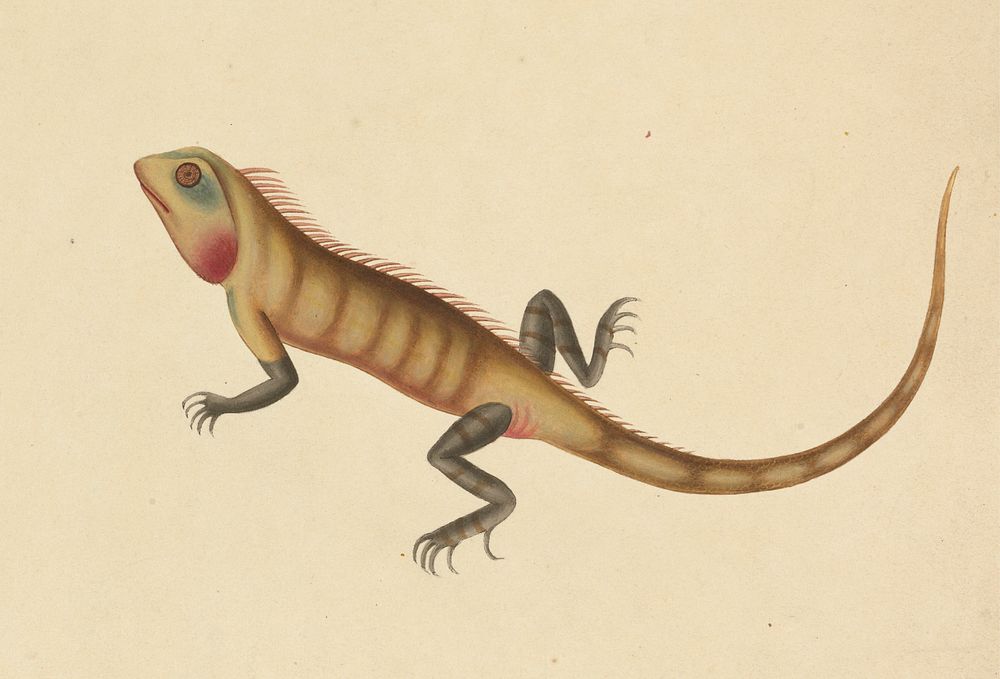 A Lizard with Sketches of a Scorpion and a Spider