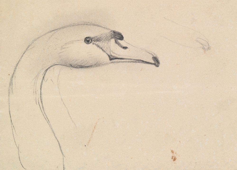 Head of a Swan