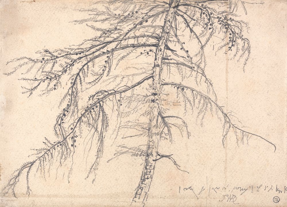 Larch Tree