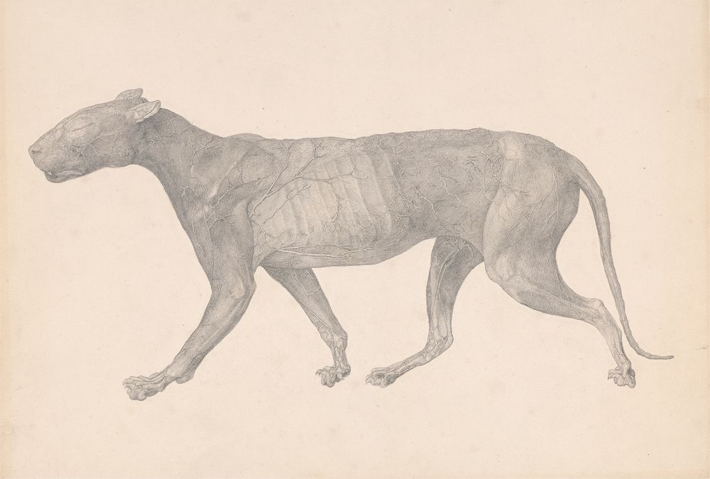 Tiger, Lateral View, with Skin and Tissue Removed (Finished Study for Table IX) by George Stubbs