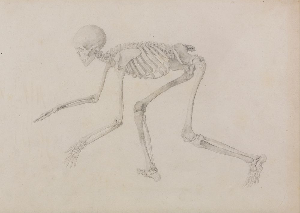 Human Skeleton, Lateral View (in Crawling Posture; finished study for an unpublished table) by George Stubbs