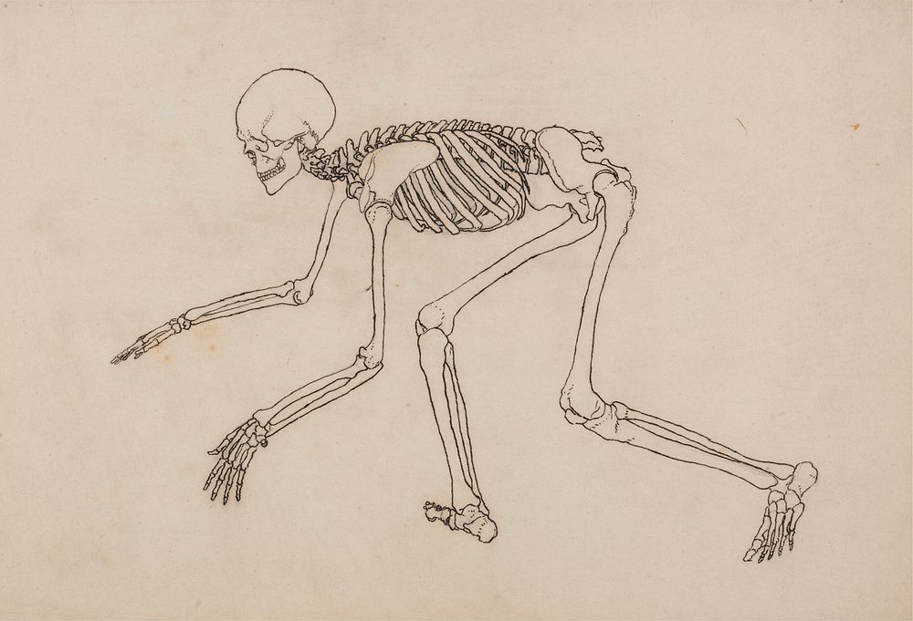 Human Skeleton, Lateral View by George Stubbs