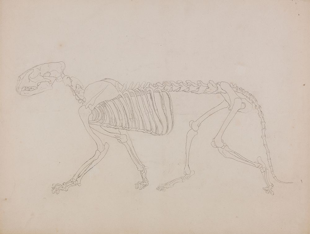 Tiger Skeleton, Lateral View by George Stubbs