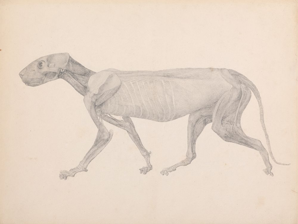 Tiger Body, Lateral View (Finished Drawing for Unpublished Table; Shows the Third Stage in Dissection) by George Stubbs