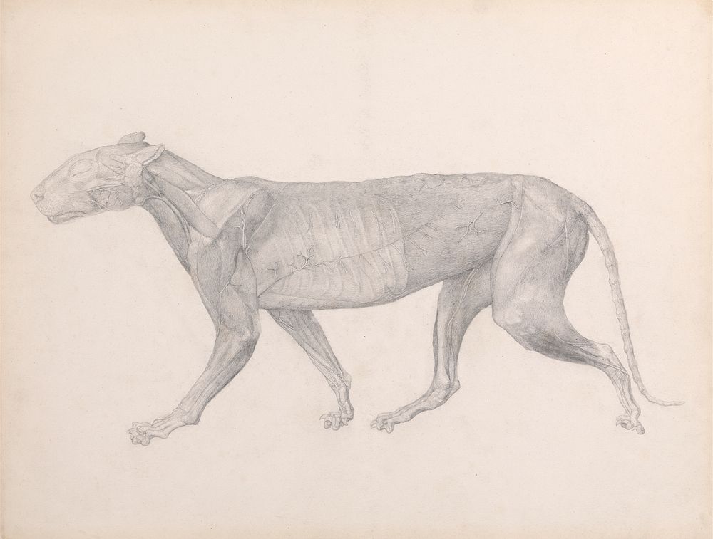 Tiger, Lateral View, with the Connective Tissue Overlying the Muscles Removed (Finished Study for Table XIV) by George Stubbs