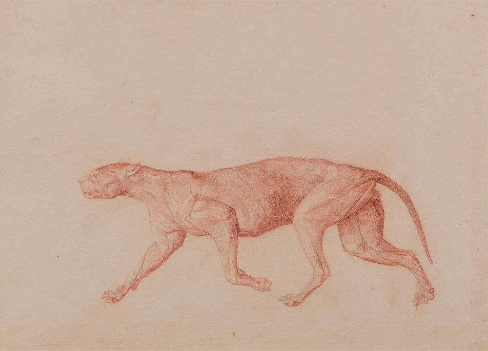 Leopard Body, Lateral View (First of Five Studies of Another Large Cat) by George Stubbs