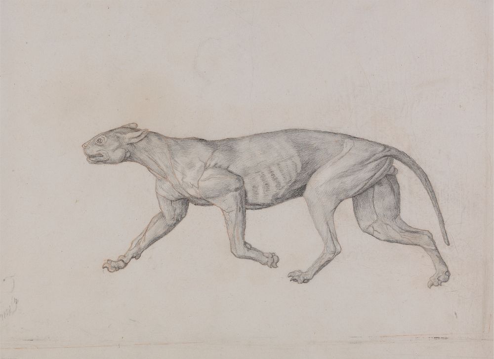 Leopard Body, Lateral View by George Stubbs