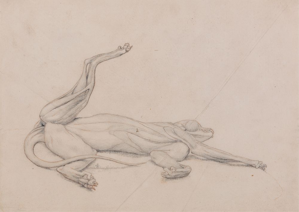 Tiger, Recumbent, Viewed Ventrally by George Stubbs