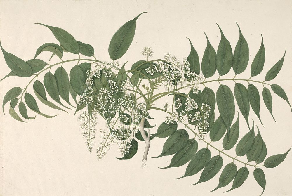 An Indian Shrub with White Blossoms and Pointed Leaves, 1792-1807
