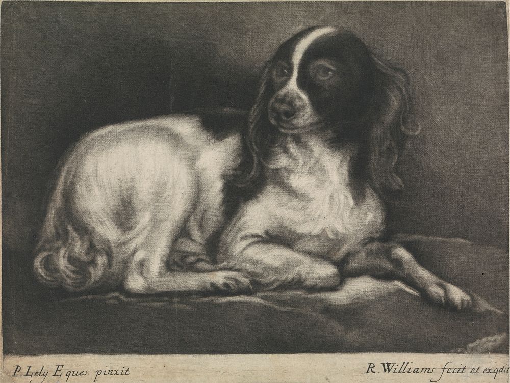 A Spaniel