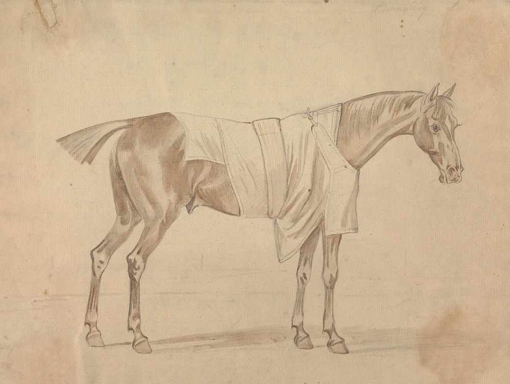 Horse Dressed in Blanket