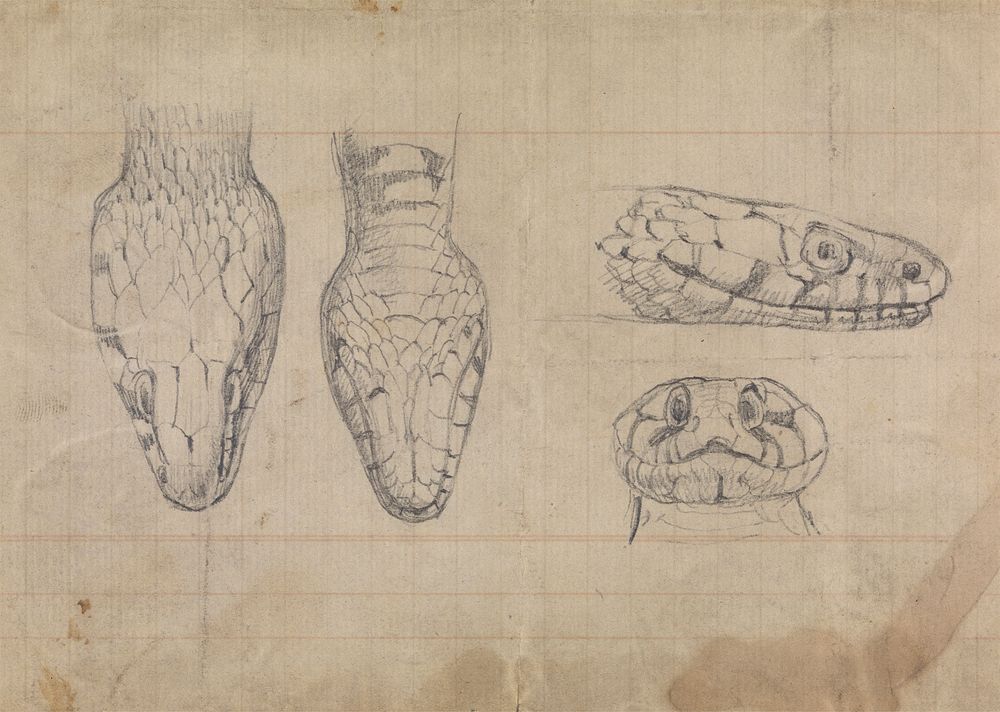 Study of the Head of a Snake
