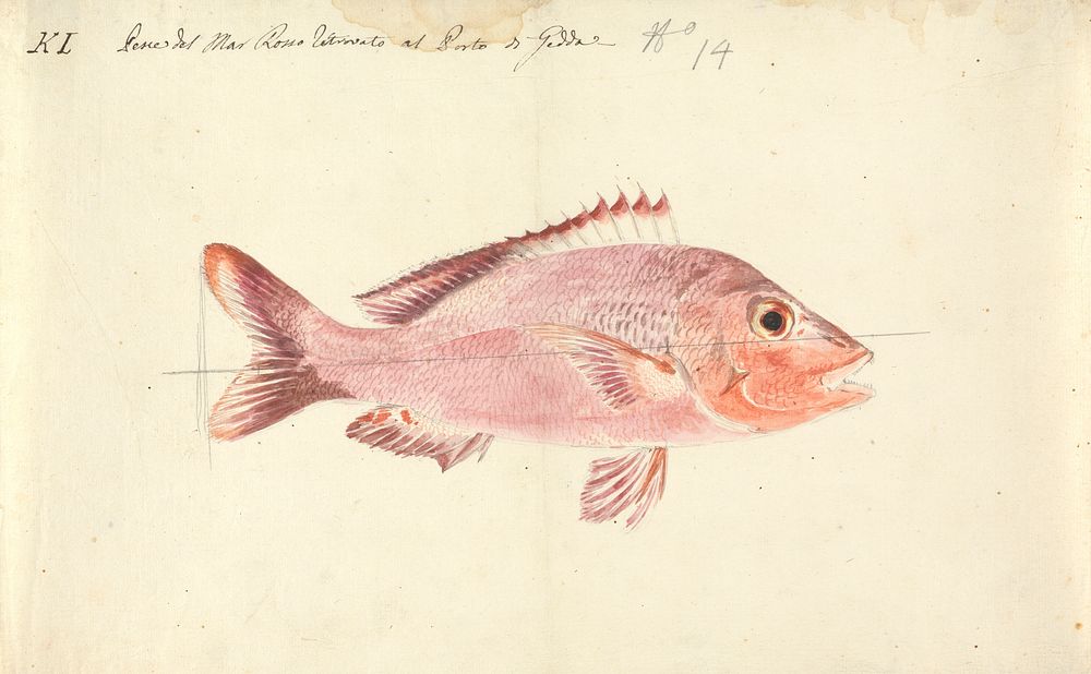 A Fish from the Red Sea by Luigi Balugani