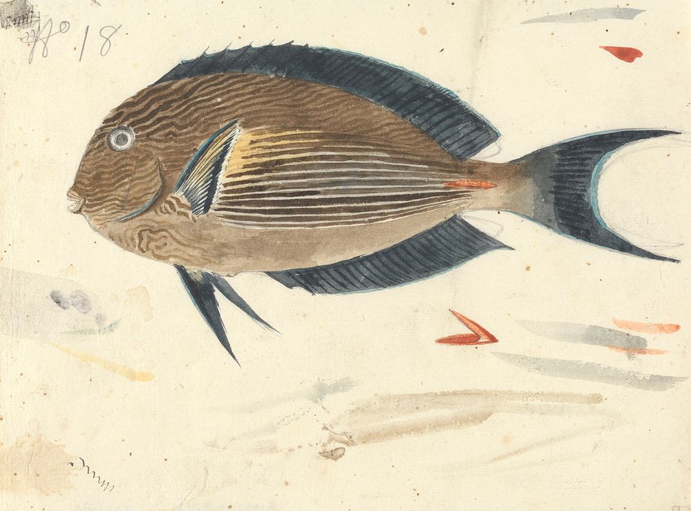 A Fish by Luigi Balugani