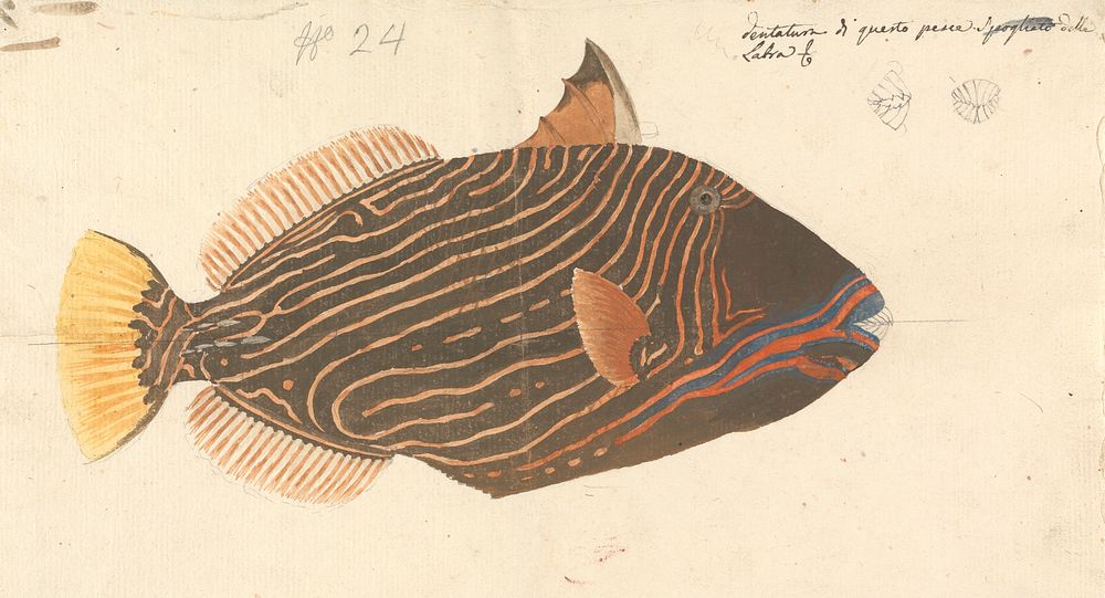 A Fish by Luigi Balugani