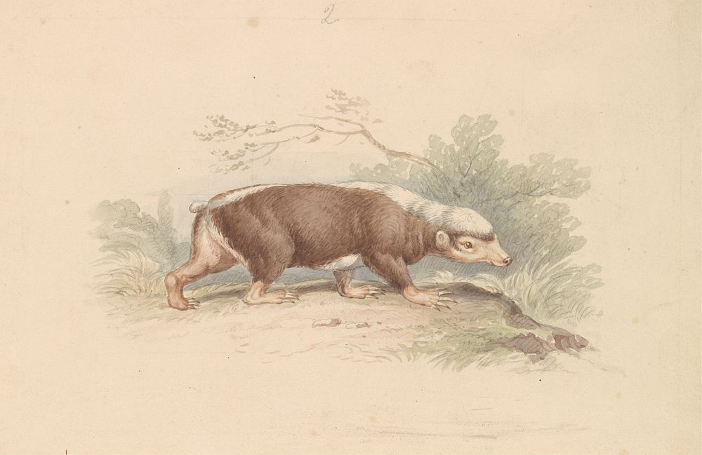 Sunda Stink Badger by Charles Hamilton Smith