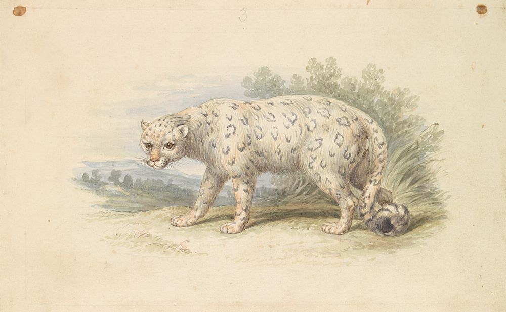 Snow Leopard by Charles Hamilton Smith