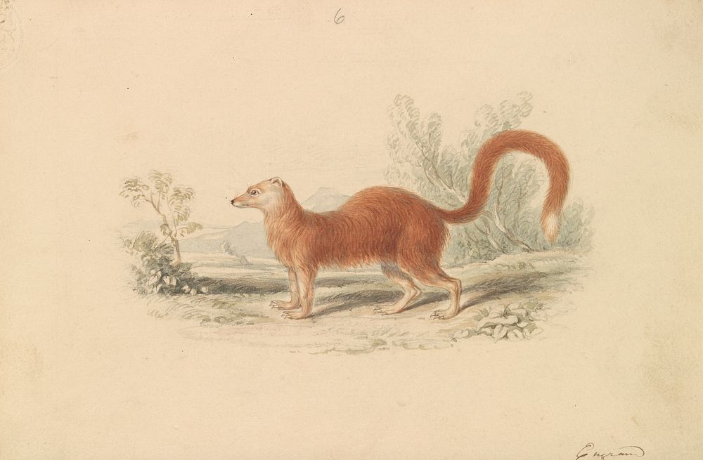 Yellow Mongoose by Charles Hamilton Smith