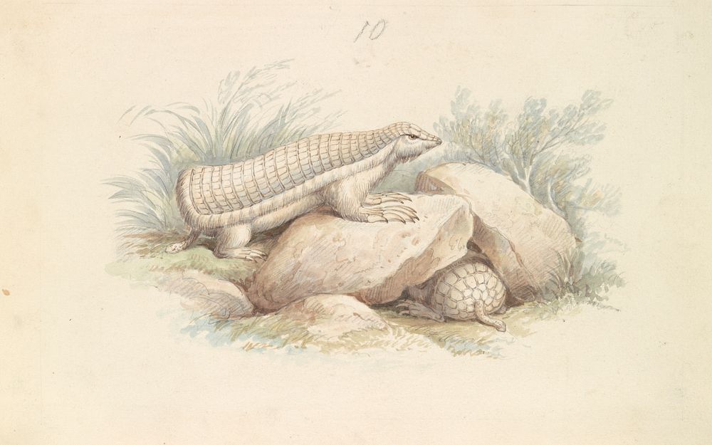 Pink Fairy Armadillo by Charles Hamilton Smith