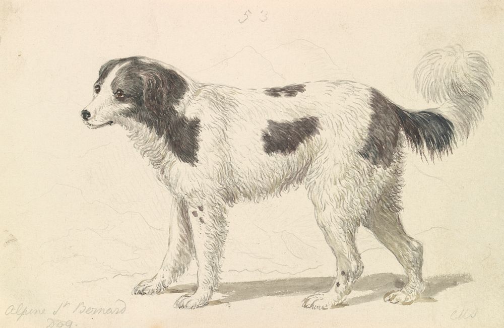 The Alpine, or Great St. Bernard Dog by Charles Hamilton Smith