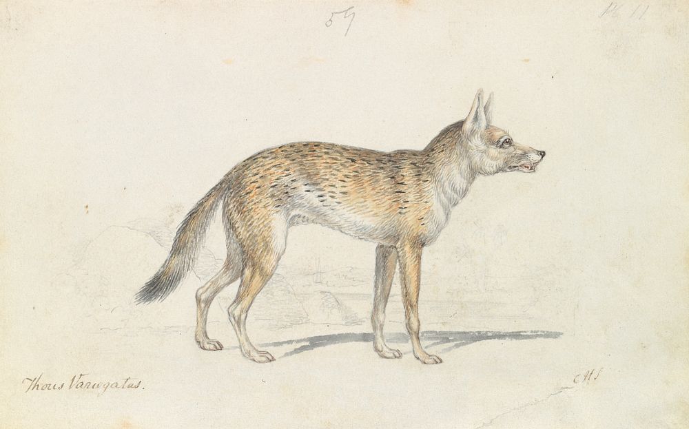 Painted Thous Dog by Charles Hamilton Smith