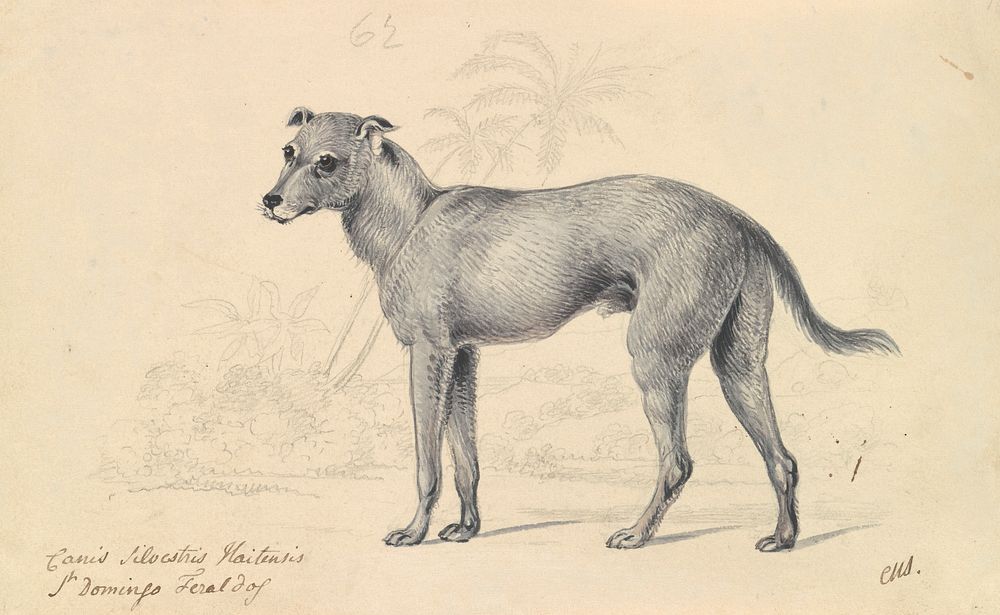 Feral Dog of St. Domingo by Charles Hamilton Smith