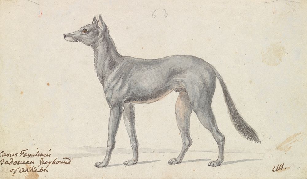 Bedouin Grayhound of Akkaba by Charles Hamilton Smith