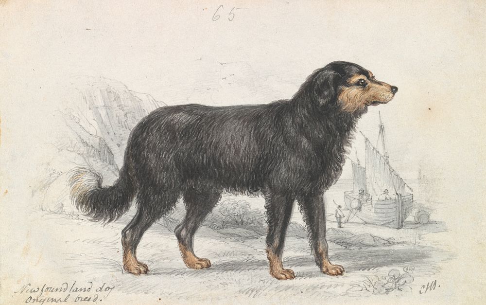 The Newfoundland Dog, Original Breed by Charles Hamilton Smith