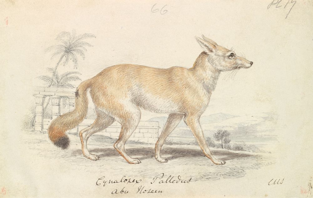 Pale Dog Fox by Charles Hamilton Smith